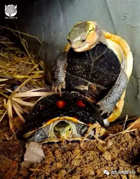 黃緣閉殼龜飼養|黃緣閉殼龜家庭飼養環境「龜谷鱉老」